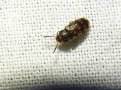 Mycetophagus pluripunctatus