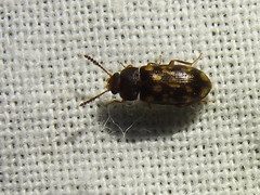 Mycetophagus pluripunctatus