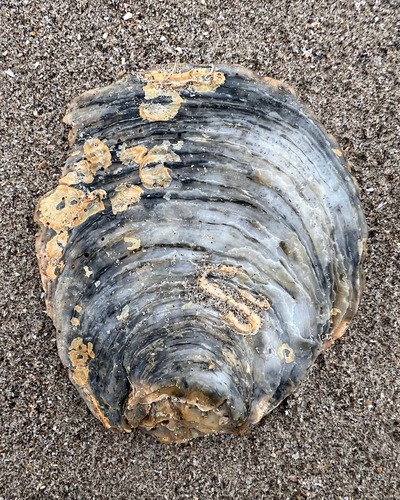 Ostrea edulis