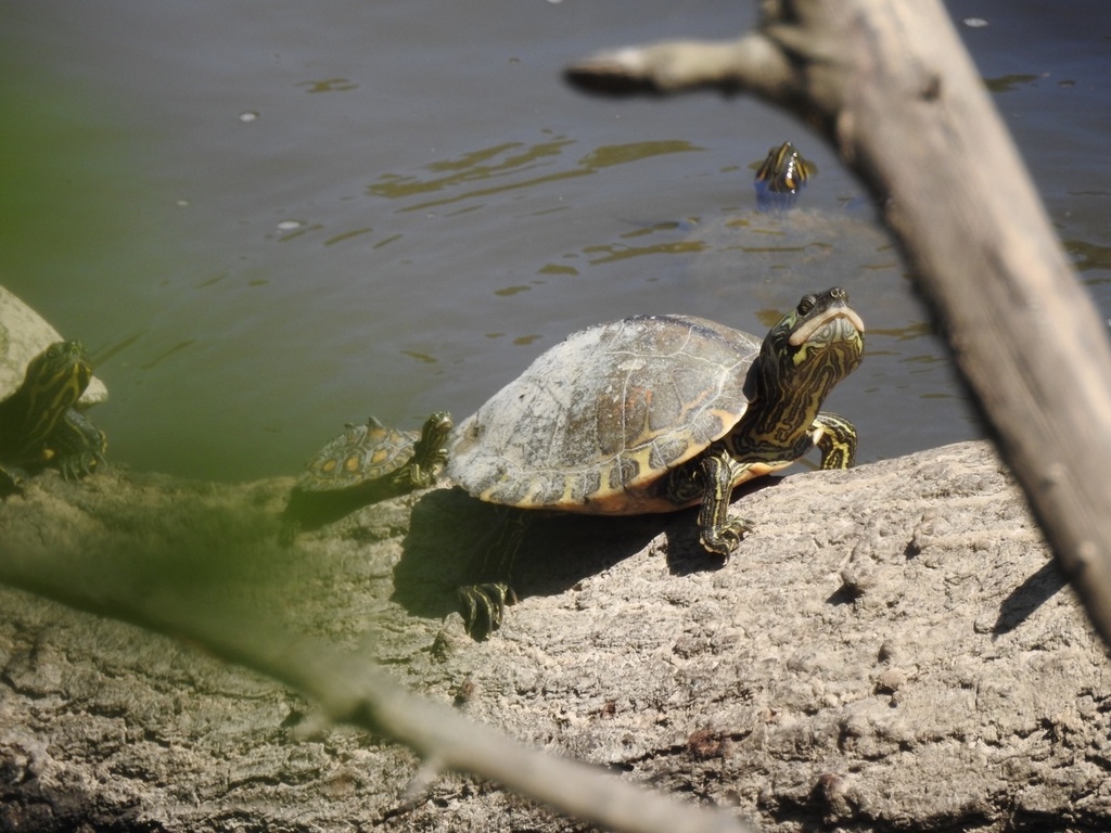 Pascagoula Map Turtle in April 2020 by Grover J. Brown · iNaturalist