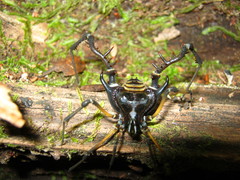 Sadocus asperatus