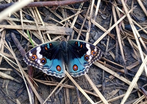 African Blue Pansy