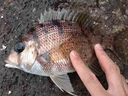Grey large-eye bream (Gymnocranius griseus) — Lethrinidae — 3