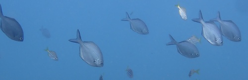 Scorpis lineolata