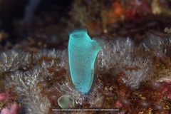 Rhopalaea