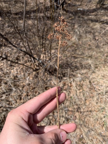 Spiraea salicifolia