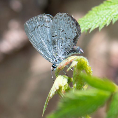 Dusky Azure photo 3
