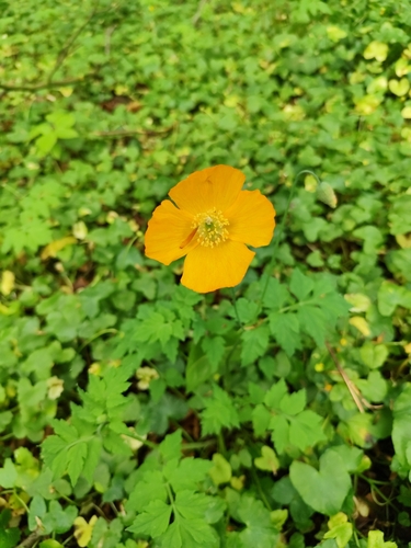 Welsh Poppy