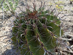 Ferocactus herrerae