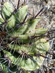 Ferocactus herrerae