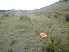 Amblyopone australis