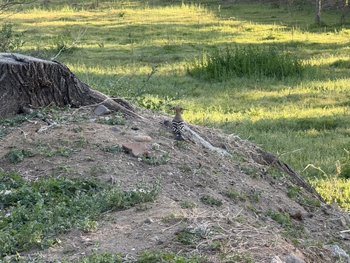 Common Hoopoe