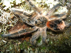 Phrixotrichus vulpinus