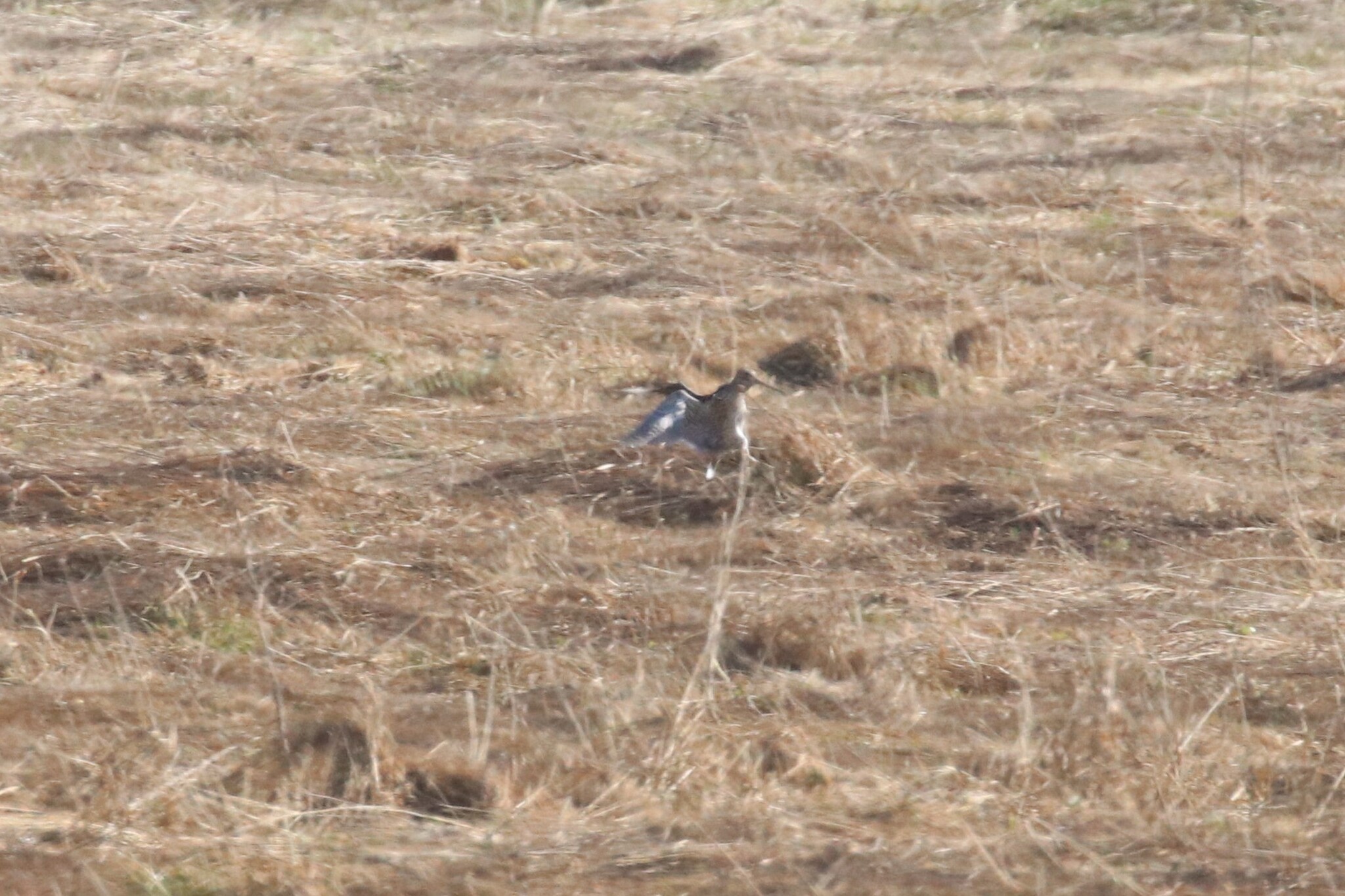Great Snipe (Gallinago media), photo 5