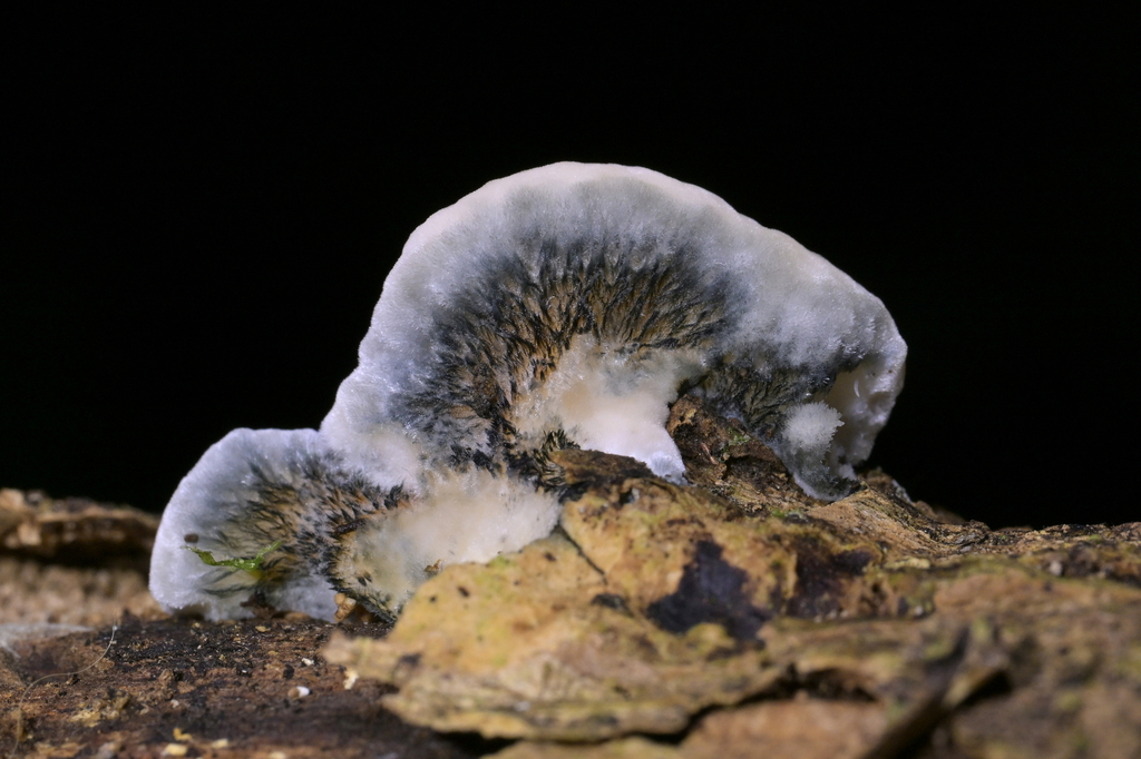 Postia atrostrigosa · May 2026 · photo: © christopherstephens (iNaturalist, cc-by)