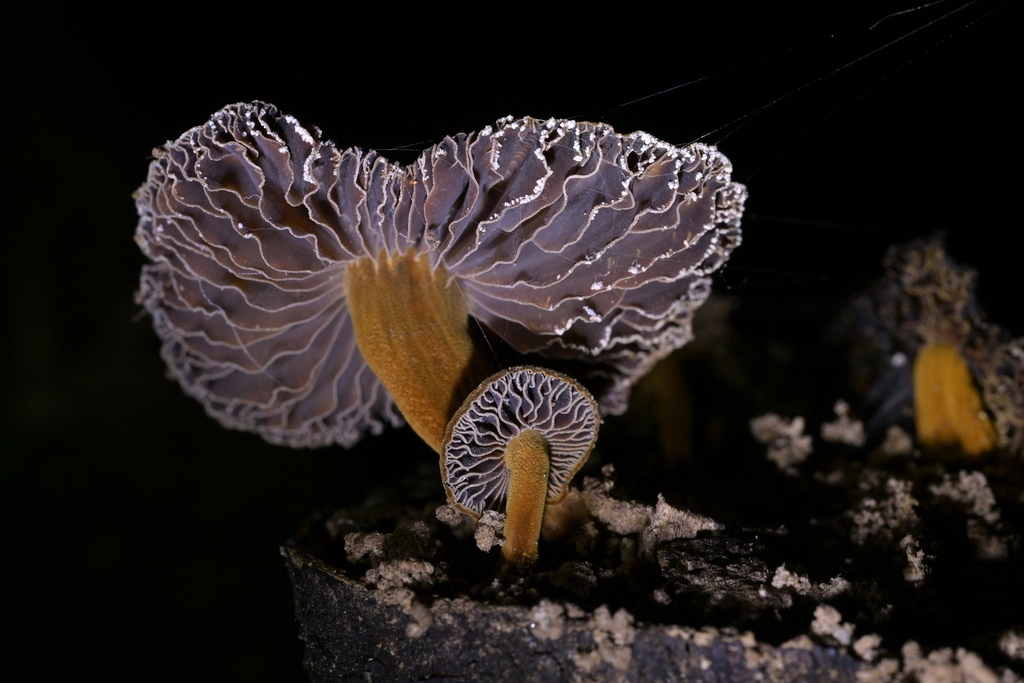 Heimiomyces atrofulvus