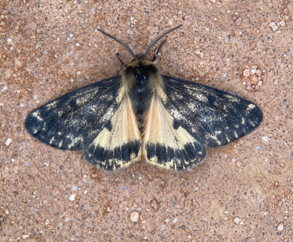 Cheliosea cosmeta