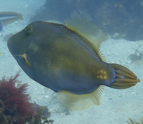 Meuschenia trachylepis