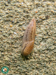 Urocyclinae