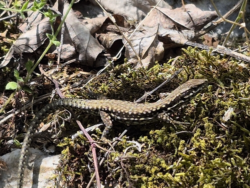 Common Wall Lizard