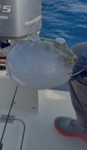 Blunthead puffer (Sphoeroides pachygaster) — Tetraodontidae — 3