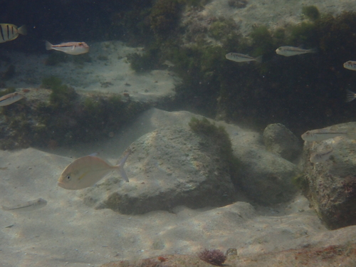 Carangoides orthogrammus observed 2026-05-02