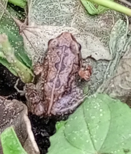 Common Squeaker