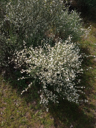 white Spanish broom