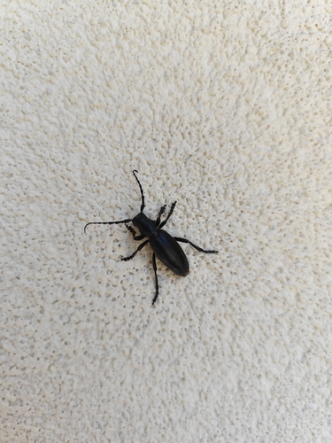 Dorcadion aethiops