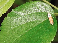 Bothrogonia ferruginea