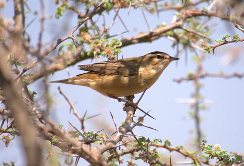 Sedge Warbler