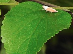 Bothrogonia ferruginea