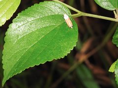 Bothrogonia ferruginea