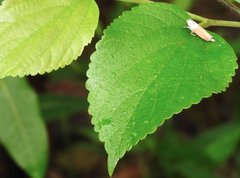 Bothrogonia ferruginea