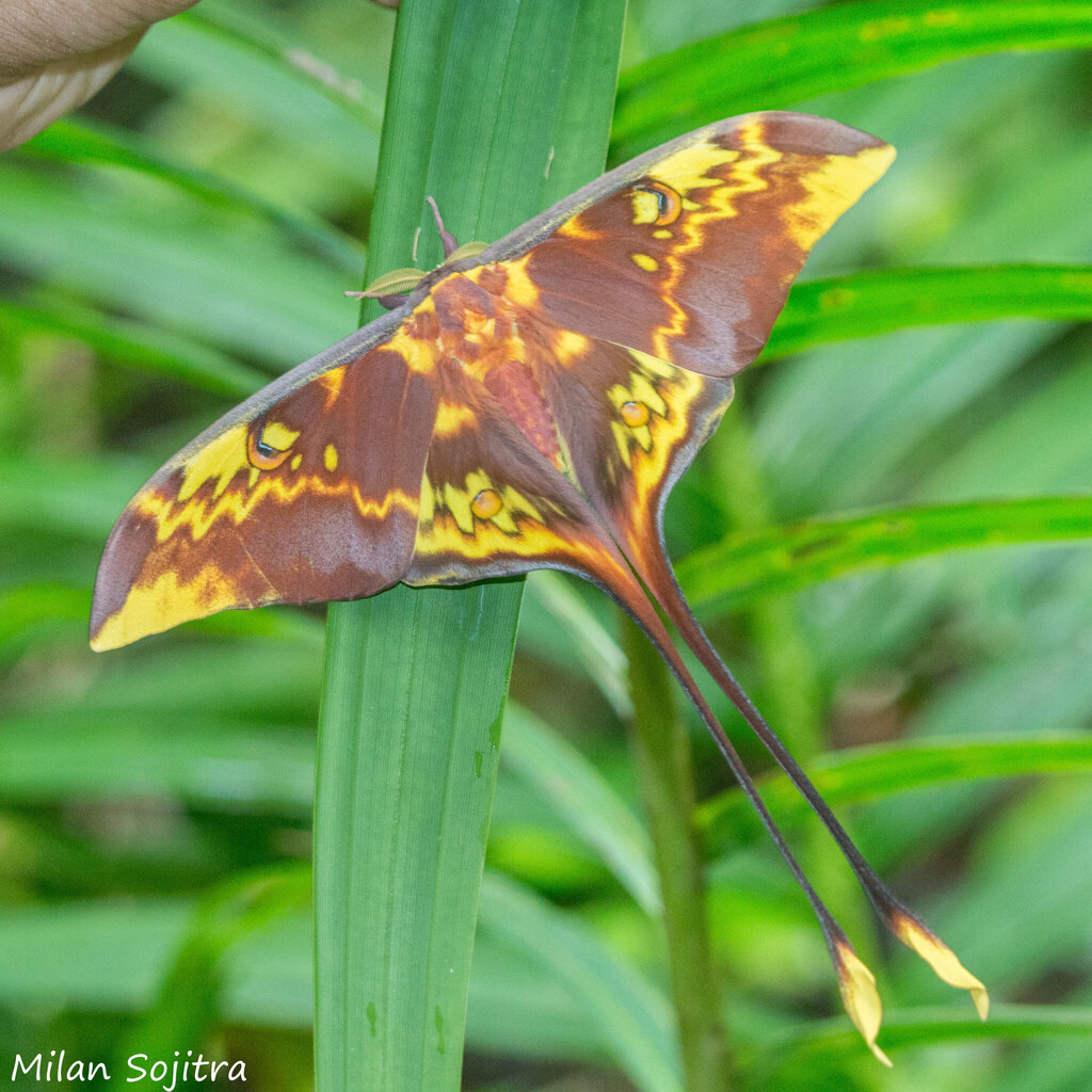 Actias ignescens