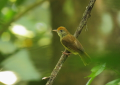 Tunchiornis ochraceiceps