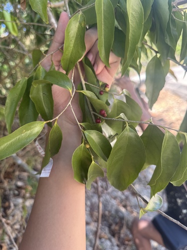 Scolopia luzonensis observed 2026-05-04