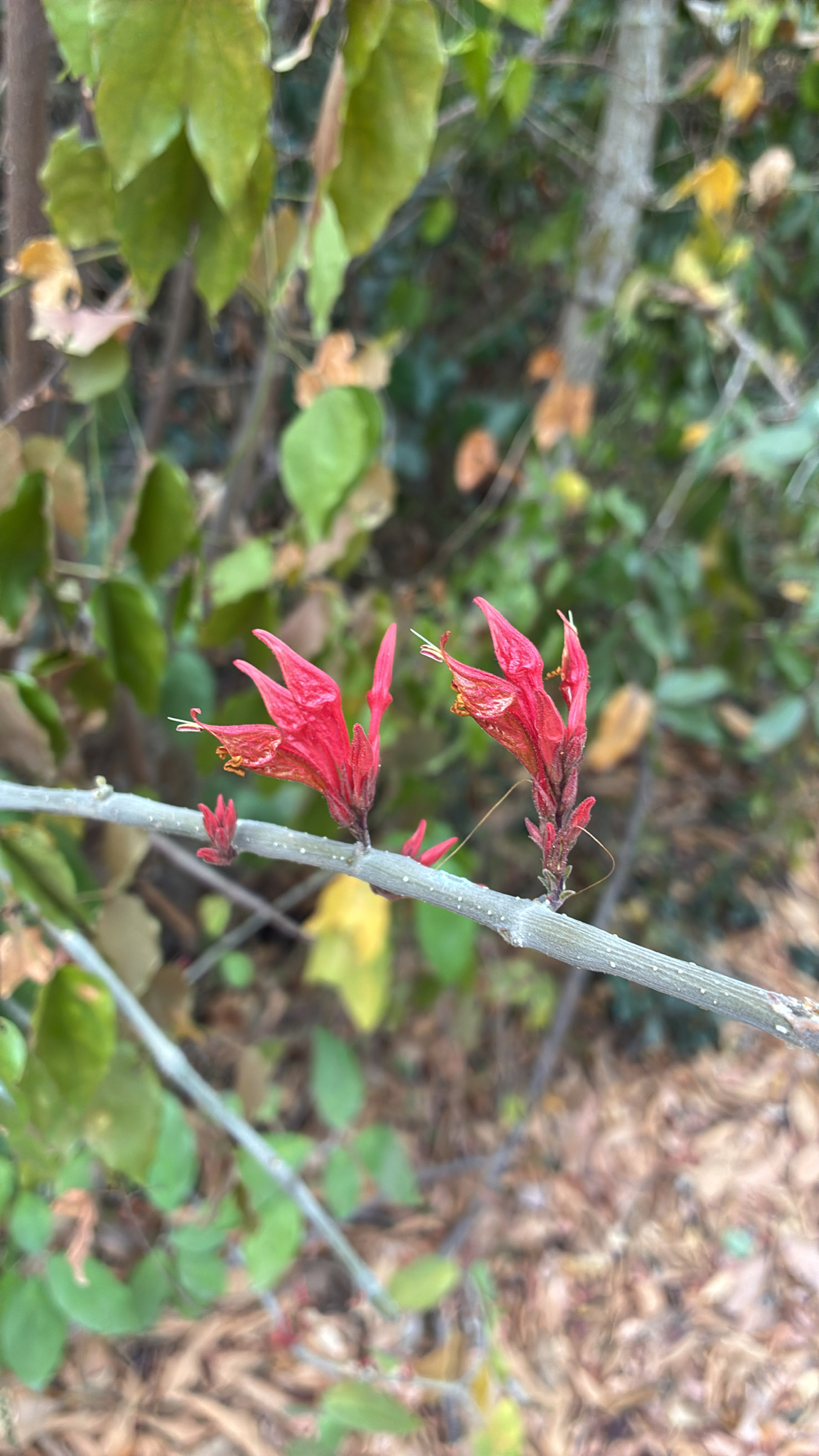 Cây thuốc giấu (Euphorbia tithymaloides)