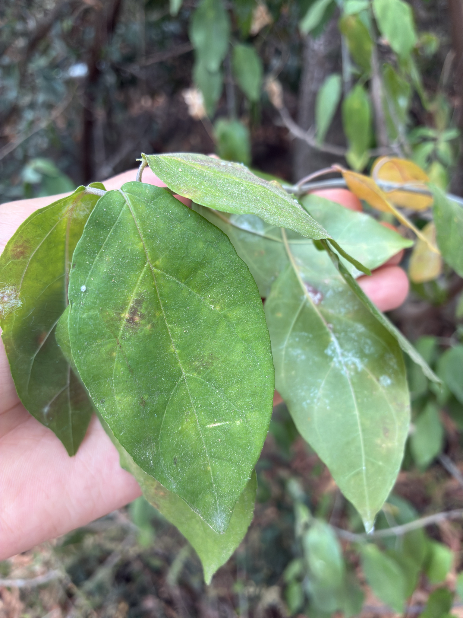 Cây thuốc giấu — ảnh 2