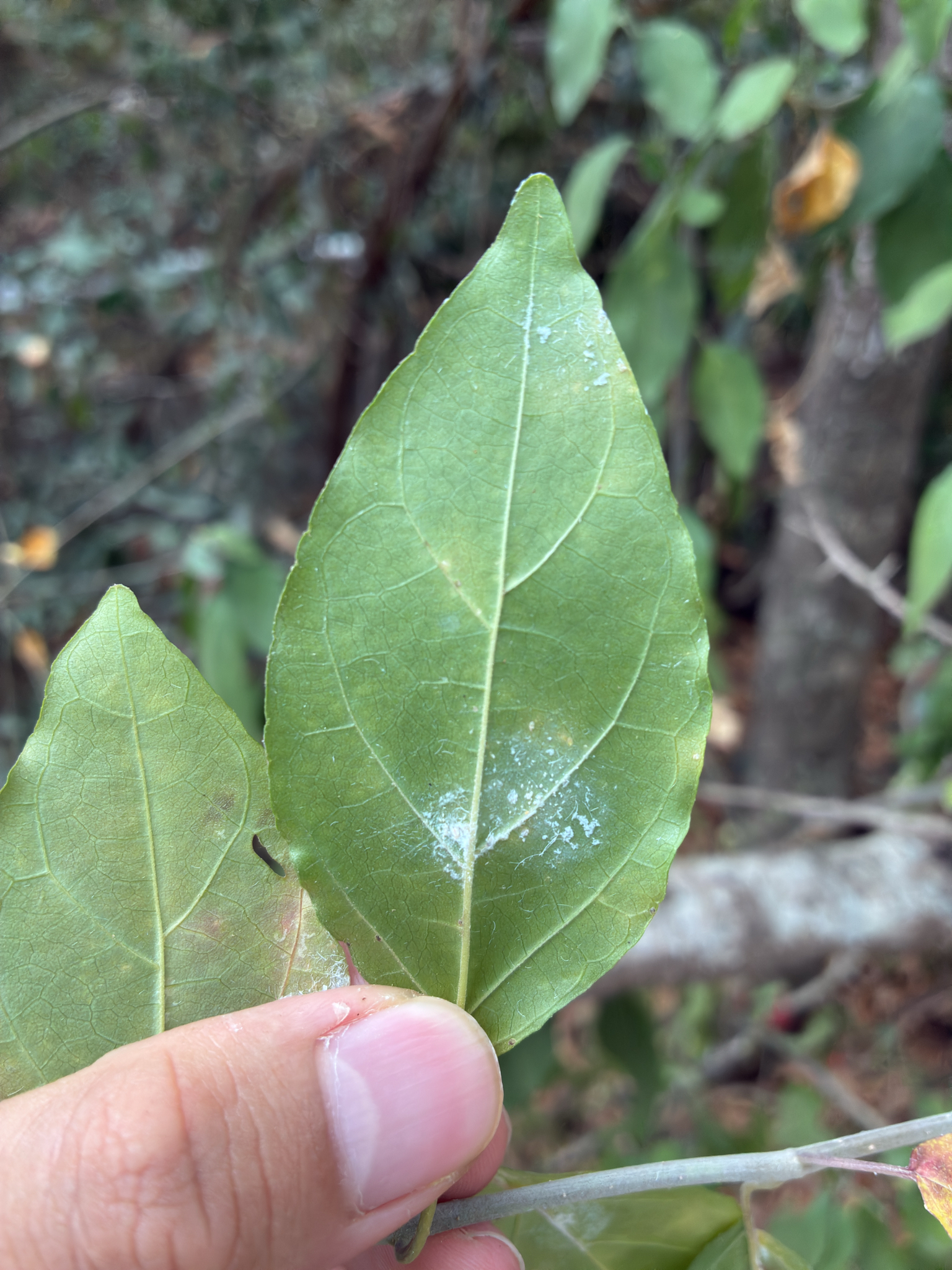 Cây thuốc giấu — ảnh 3