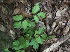Toxicodendron orientale