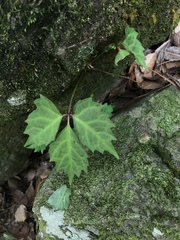 Toxicodendron orientale
