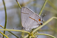 Strymon melinus pudica