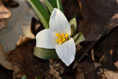 Trillium nivale