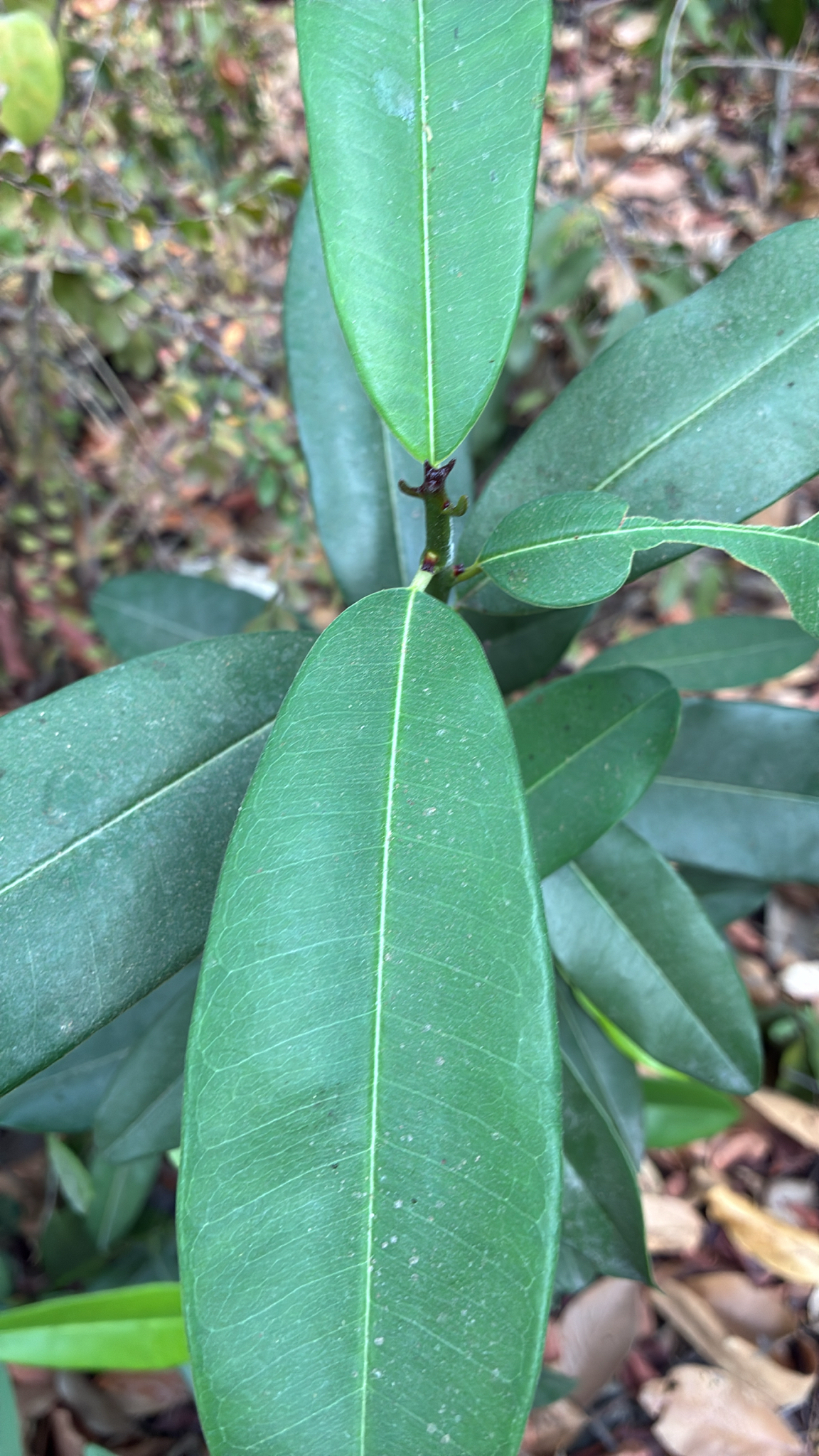 Syzygium cumini (Syzygium cumini)