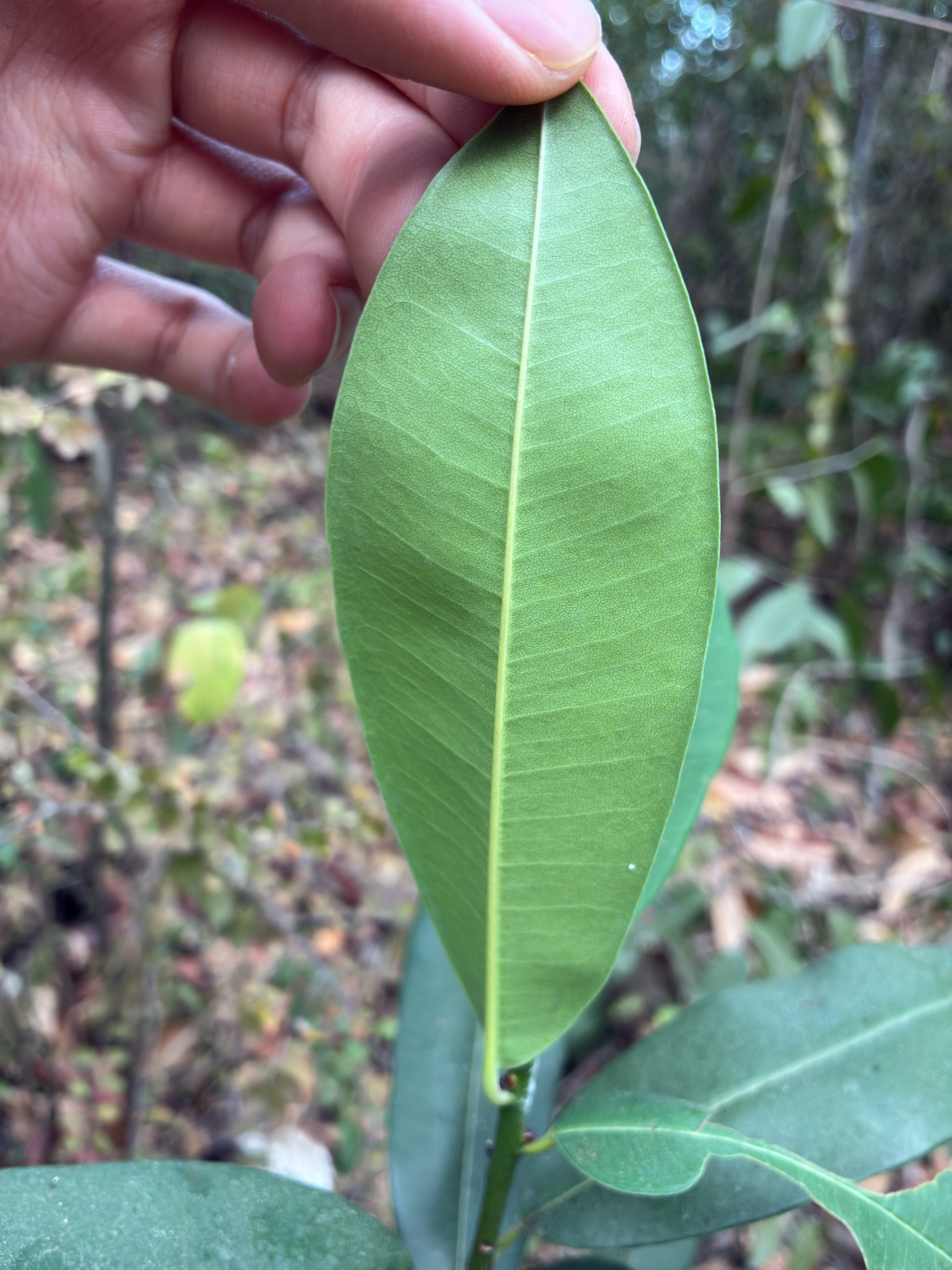 Syzygium cumini — ảnh 3