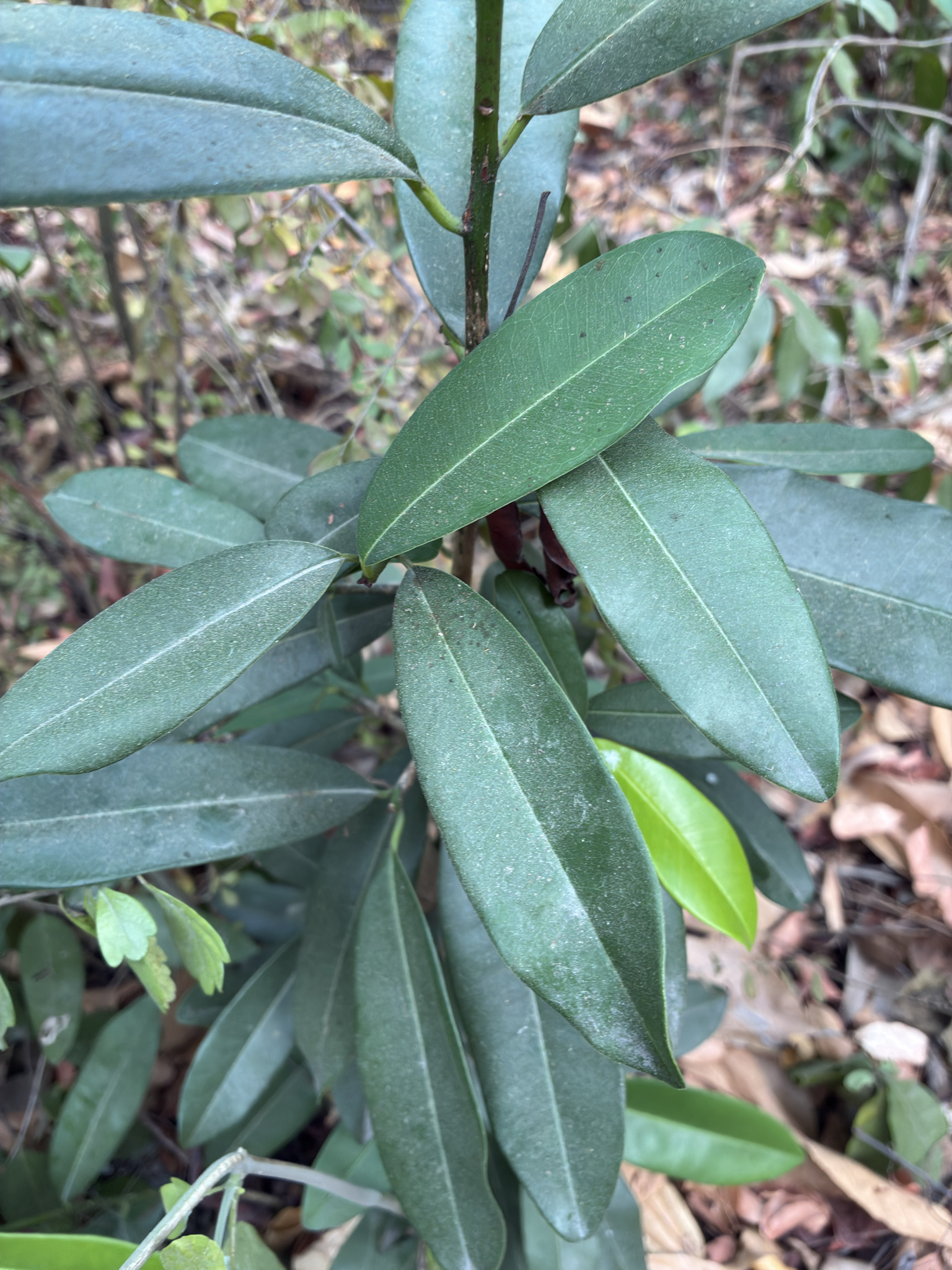Syzygium cumini — ảnh 2