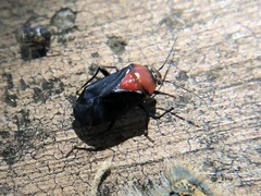 Neocapsus