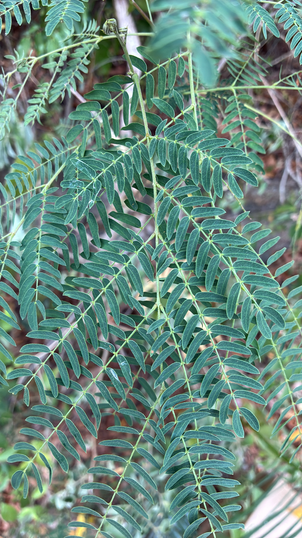 Leucaena leucocephala — ảnh 3