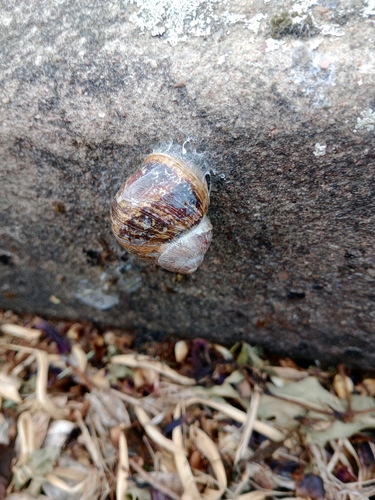 Cornu aspersum